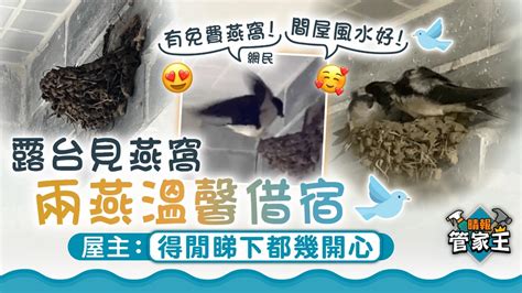 曾子晴年齡 防止燕子築巢